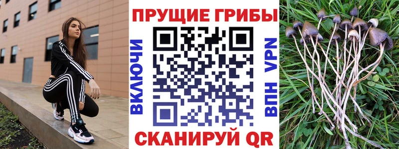 Псилоцибиновые грибы Psilocybe  Кашин 